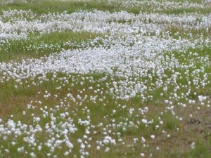 Wool grass