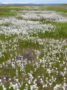 Wool grass  