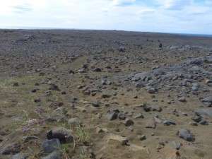 Hafnaberg Birdcliff