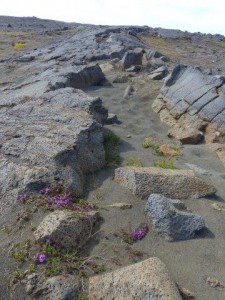 Lava at Hafnaberg Birdcliff