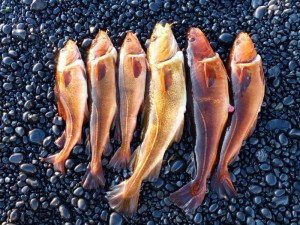 Fishing at Malariff, Codfish     