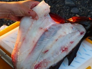 Cod fillet     