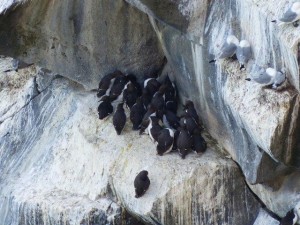 Svalpufa-Pufubjarg   