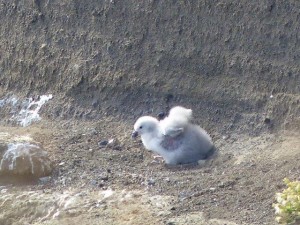 Svalpufa-Pufubjarg  