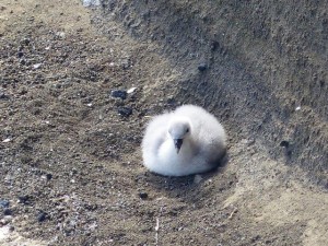 Svalpufa-Pufubjarg  