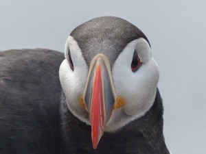 Puffin alarm!  