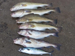 Catch of the day      