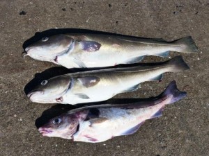 Catch of the 2nd day       