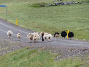 Reykjarfjördur     