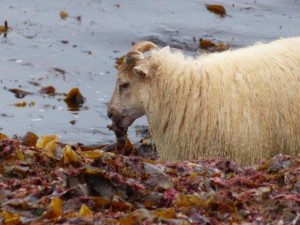 Sea sheep     