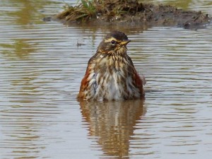 Redwing, Blönduos      