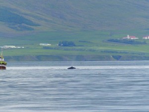 Whale Watching in Hjalteyri      