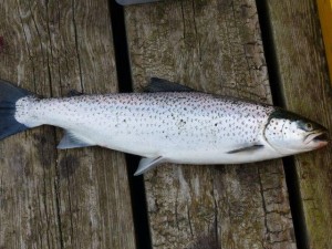 1st ever Sea Trout, Hjalteyri      