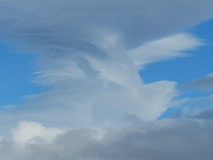 Is it a bird...?  