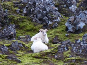 Landmannalaugar     