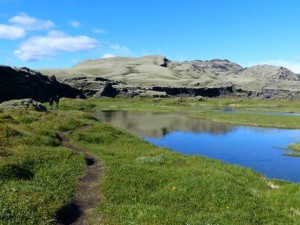 Tjarnargigur  