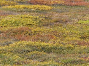 Autumn in Iceland  