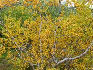 Birki 