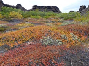 Dimmuborgir  
