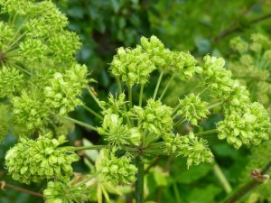 Angelica  