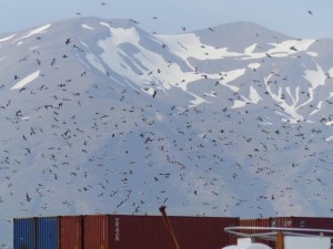 Husavik 
