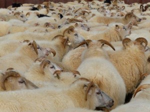 Sheep collection  