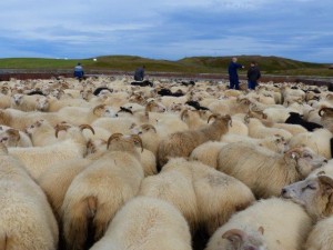 Sheep sorting  