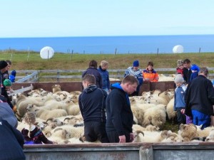 Sheep sorting  