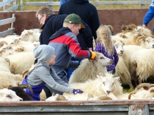 Sheep sorting  