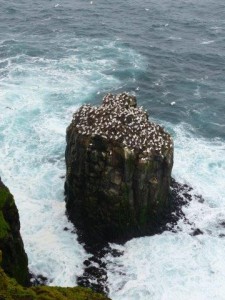 Stora Karl, bird cliff  
