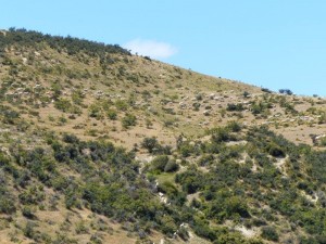 Schafetreiben "Mustering" 