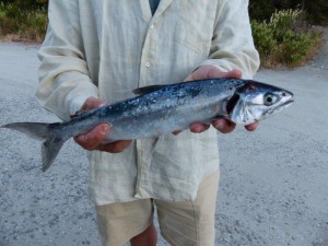 Dinner   