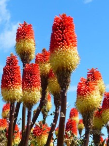Red Hot Poker bzw Fackellilien   