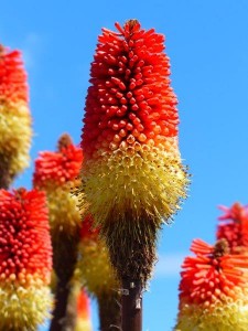 Red Hot Poker bzw Fackellilien   