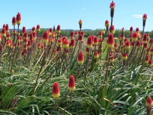 Red Hot Poker bzw Fackellilien   
