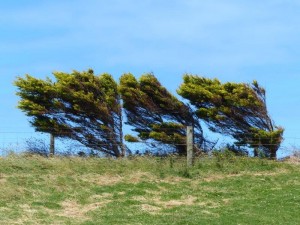 Windier...   