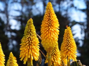 Yellow Red Hot Poker    