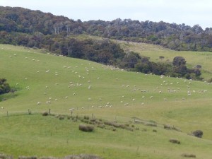 Sheep like rice corns...   