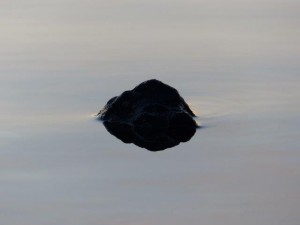 Catlins Lake   