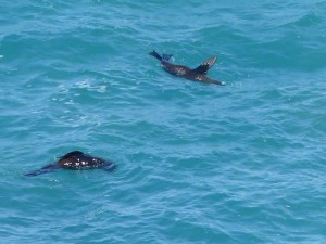Nugget Point    