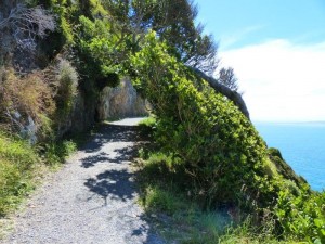 Nugget Point    