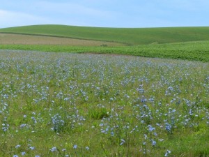 View from Church Farm        