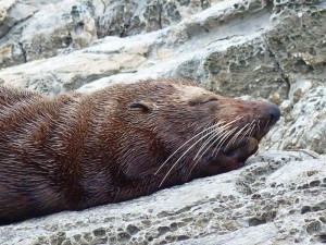 Ohau Seal Colony        