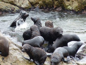 Ohau Seal Colony    