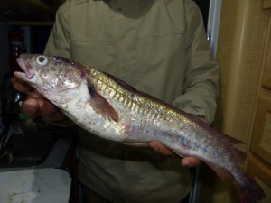 Red Cod (Kabeljau), Castlepoint    