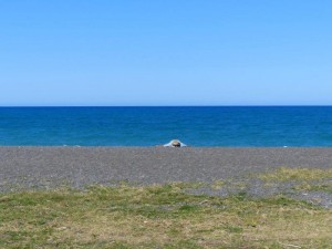 Napier     