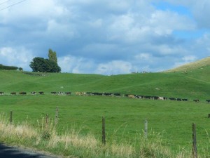 Kuhwanderung / Cow tramping   