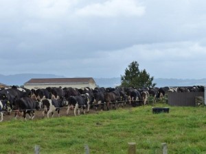 Kuhwanderung / Cow tramping   