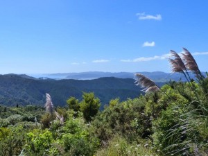 Coromandel