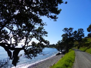 Coromandel